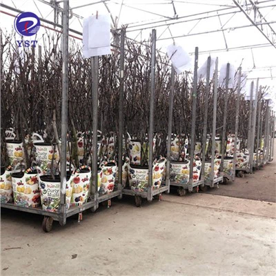 Kasvuhoone transpordi riiulikäru