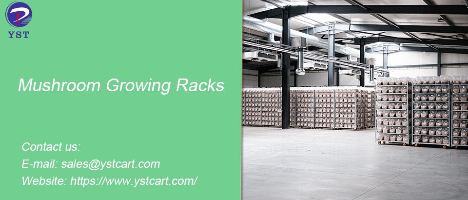 Mushroom Growing Racks Mushroom Growing Racks